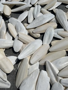 สัตว์เลี้ยงปลาหมึกเคี้ยวของเล่นสำหรับนกแขกเต้าหงอนและนกขมิ้นเต่าหอยทากและเต่ากระเต้า - Product Image 4