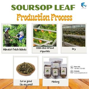 ใบทุเรียนเทศเกรดสุขภาพ | ใบกริโอลาธรรมชาติบริสุทธิ์สำหรับอาหารเสริมเพื่อสุขภาพ - Product Image 2