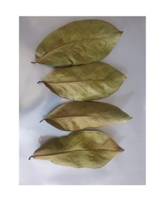 Factory Wholesale Customized Natural Spices Dried Suorsop Leaves From VietNam With Dried Soursop Leaf - Product Image 5