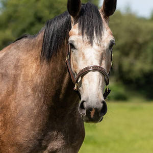 Cabestro de polo de alta calidad y resistencia, construcción robusta para un manejo seguro, entrenamiento, seguridad en la establa y uso ecuestre diario. - Product Image 5