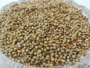 Millet pour l'alimentation du bétail, Millet de qualité alimentaire, Grains de millet, Ingrédient pour l'alimentation du bétail, Fournisseur de millet en vrac - Product Image 2