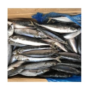 Pescado Atún Congelado IQF, Cuerpo Entero, Envasado al Vacío en Agua, Mariscos Sostenibles de Grado de Exportación para Servicios de Alimentación - Product Image 5