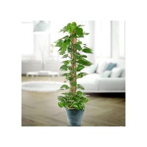 Tuteur en fibre de coco pliable et déformable pour plantes grimpantes, usage intérieur, jardinage domestique, support de mousse en forme de tuteur - Product Image 2