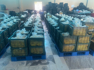 Vietnam Soft Dried Mango Slices High <b>Quality</b> Natural <b>Sweet</b> Low Sugar Healthy Fruit Snacks Bulk Supply for Wholesale - Product Image 6