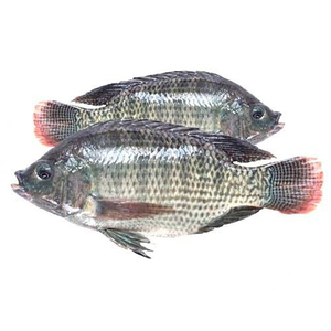 Proveedor de Tilapia, Tilapia Negra Entera Congelada de Primera Calidad, Alimento para Peces - Product Image 2