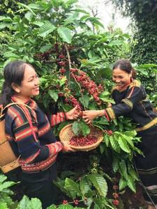 Meilleures ventes - Café en grains vertes de nouvelle récolte - Grains de café Arabica/Robusta de qualité supérieure - Conditionnement en vrac en sac de 60 kg - Product Image 6