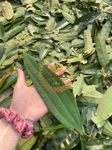 Canela de Vietnam al por mayor de alta calidad y precio económico, especias de hoja de canela, hierba individual, marca Takimex, 2 años de duración, para cocinar - Product Image 2