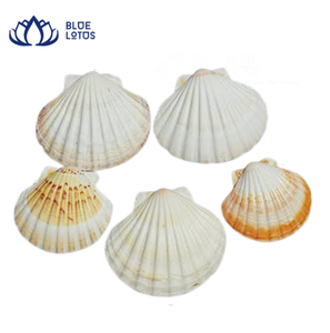 MEJOR VENDIDO Campana de Viento Ecológica de Conchas Marinas Naturales, Decoración Colgante Hecha a Mano, Estilo Náutico Costero, Feng Shui, Duradera, AZUL - Product Image 1
