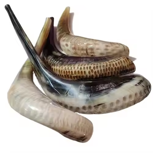 Shofar en corne de mouton 100% naturel, taille moyenne, inodore, poli, imperméable, style animalier - Product Image 2