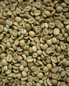 Café Vert 100% Robusta Vietnamien Dak Lak DHPONE Biologique Grade AA Couleur Naturelle Goût Neutre Sans Allergènes Sac de Jute 60kg - Product Image 1