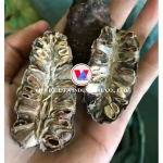 ผลไม้นอนีอบแห้งธรรมชาติ คุณภาพพรีเมียม ผลไม้นอนีเวียดนาม อาหารเกรดอาหาร ขายส่งจำนวนมาก - Product Image 6