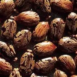Granos de Ricino con Alto Contenido de Biocombustible, Naturales, para Uso Agrícola e Industrial, Proveedor a Granel, Exportador, Grado Alimenticio, 3 Años de Vida Útil, Gujarat - Product Image 2