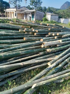 Tubos de Bambú Natural Premium, Materia Prima para Cercas Agrícolas, Construcción, Fabricación de Linternas y Abanicos - Macy - Product Image 3