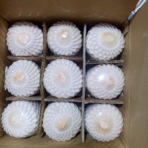 Meilleur prix pour la noix de coco fraîche du Vietnam |   Fournisseur en gros de noix de coco biologique à coupe diamant - Mme Tarina - Product Image 6