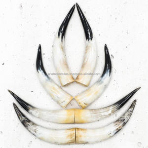 Cuernos largos de animales al por mayor para decoración occidental y reventa de tiendas de regalos - Product Image 3