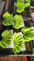 Plátanos Cavendish Verdes Frescos, Racimo Entero, Calidad Premium, 13 kg, Fruta Tropical para Venta al por Menor y Servicios de Alimentación