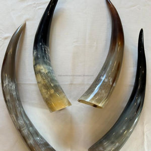 Cuerno de búfalo natural pulido a mano, par largo, para decoración del hogar y accesorios, cuerno de vaca vikingo para beber de alta calidad - Product Image 2