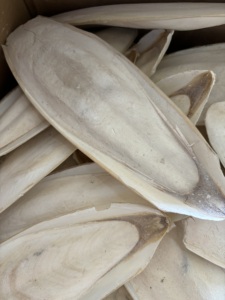 Hueso de Sepia Seco, Hueso de Sepia Picado para Mascotas, Tortugas, Caracoles, Tamaño 10-20mm, Fortificador Natural de Calcio, Exportador de Vietnam - Product Image 1