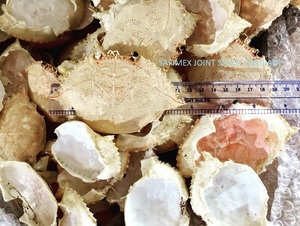 Premium Dried <b>Crab</b> <b>Shell</b> for Stuffing & Decoration - Product Image 3