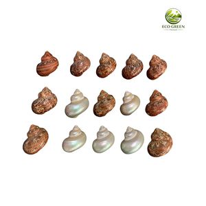 เปลือกหอยธรรมชาติสีเขียวทำมือแบบพกพาสำหรับปูเสฉวนเปลี่ยนเปลือก ตกแต่งตู้ปลา - Product Image 4