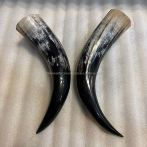 15 inch to 24 inch small to medium size real cow horn pair for <b>skull</b> and home <b>decoration</b> Best souvenir gift horns pair in stock - Product Image 4
