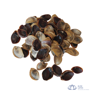 [DISPONIBLE] |   Operculum de Murex, Concha Marina Seca, Ingrediente para Incienso Aromático, Fábrica de Perfumería, Vietnam - Product Image 1