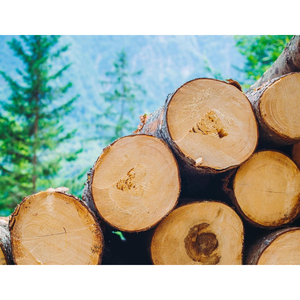 ไม้เนื้ออ่อนเกรดเชิงพาณิชย์สำหรับงานก่อสร้าง ออกแบบมาเพื่อรองรับน้ำหนักและมั่นคงสูงสุด - Product Image 6