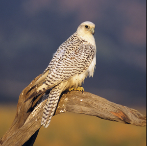 Gyrfalcon Premium para Suministro al por Mayor y Cetrería Comercial - Product Image 6