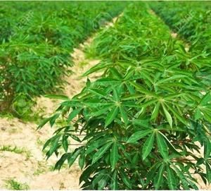 Hoja de yuca congelada de alta calidad de Vietnam para uso alimentario Gran precio-Akina - Product Image 2