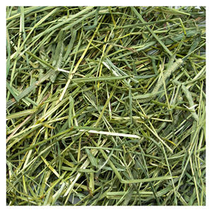 Heno de Timothy para Alimentación Animal, Pellets de Alfalfa/Heno de Alfalfa en Pacas - Product Image 1