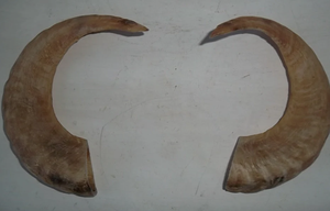 Cuerno de Búfalo Natural de Alta Calidad para Masticar y Alimentar Perros, Personalizado para Razas Grandes, en Venta - Product Image 3