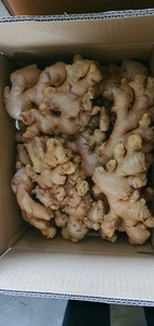 <b>Fresh</b> <b>Ginger</b> From Vietnam Newest Crop/ Zanjabeel/ Zenzero Fresco - Competitive Export (WA: +84362512699) - Product Image 6