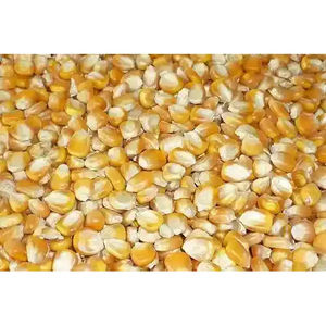 ข้าวโพด GMO คุณภาพดีที่สุด จำหน่ายส่ง ปริมาณมาก เกรดอาหารพรีเมียม พร้อมส่งออก - Product Image 1