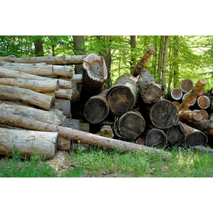 Sawn Square Logs Premium Hardwood, Durable and Export Standard - Product Image 1