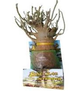 Venta al por Mayor de Árboles Baobab Modernos, Lujosos y Únicos para Decoración del Hogar - Product Image 1