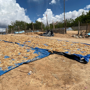 Pure <b>Raw</b> Gold <b>Sea</b> <b>Moss</b> From Vietnam For Smoothie Blending And Enhancing Hydration In Beauty Skin Care Treatments - Product Image 3