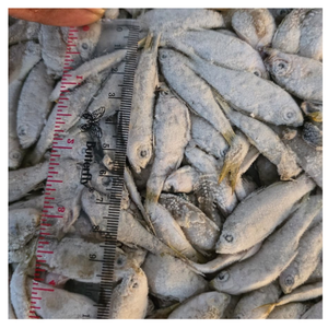 Pez Cristal Congelado Fresco Comercial para Cebo de Pesca, Alimento para Acuarios y Venta al por Mayor a Granel para Fábricas de Procesamiento de Mariscos - Product Image 2