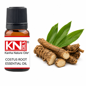 Aceite Esencial de Raíz de Costus 100% Puro, Venta al por Mayor, Fabricante, Saussurea lappa, Certificado Orgánico, Exportador Global - Product Image 1