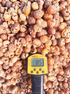 Proveedor a granel de Soapnut lavavajillas de la India - Product Image 5