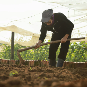 Poudre de fumier de vache de qualité supérieure, vermicompost, engrais organique pour la croissance des cultures et l'agriculture - Product Image 2