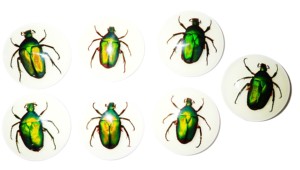 Escarabajo de la Rosa Verde, Espécimen Real en Cabujón de Plástico Redondo de 35x35 mm, Base Plana Brillante para Manualidades y Joyería - Product Image 2
