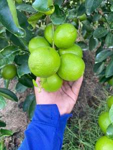Citrons verts frais sans pépins, qualité export, culture courante du Vietnam - Mme Tarina (Vente en gros, durée de conservation 30-40 jours) - Product Image 3