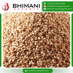 Graines de sésame blanches naturelles, humidité 5% max, taille uniforme, nettoyées à la machine, qualité alimentaire, certifiées FSSAI, emballage en vrac pour les industries alimentaires - Product Image 2