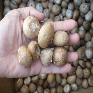 Noci di <span class=keywords><strong>Betel</strong></span> Intere Essiccate Marroni di Alta Qualità, Noci Areca, Erba Singola in Confezione Max Bag, Tipo Grezzo, Noci di <span class=keywords><strong>Betel</strong></span> Indiane all'Ingrosso per Alimenti - Product Image 6