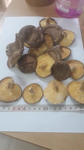 เห็ดหอมอบแห้งออร์แกนิค-อุดมไปด้วยสารอาหารและมีรสชาติ-มิสอีลิท - Product Image 6