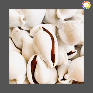 เปลือกหอยขาวขัดเงาธรรมชาติ จำหน่ายส่งจำนวนมาก สำหรับงานฝีมือเครื่องประดับและของตกแต่งชายหาด - Product Image 3