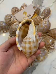 โรงงานเวียดนาม จำหน่ายเปลือกหอยสังข์ขนาดเล็กแบบธรรมชาติ สำหรับงานฝีมือ ของที่ระลึก ของตกแต่ง จำหน่ายส่งออกจำนวนมาก - Product Image 6