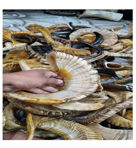 แตรแกะสำหรับงานฝีมือคุณภาพพรีเมี่ยมสำหรับที่จับเครื่องประดับและการออกแบบตกแต่ง - Product Image 1