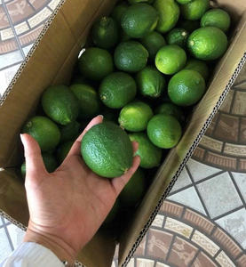 Citrons verts frais entiers et coupés en tranches 5-10 cm, stockage à froid - Product Image 3