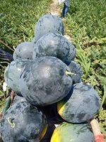 Watermeloen Black Chairman F1 Hybride Zaden 99,9% Zuiverheid 85% Kiembaarheid Hoge Kwaliteit Pakistan Oorsprong Moon Star Merk Rood Vlees